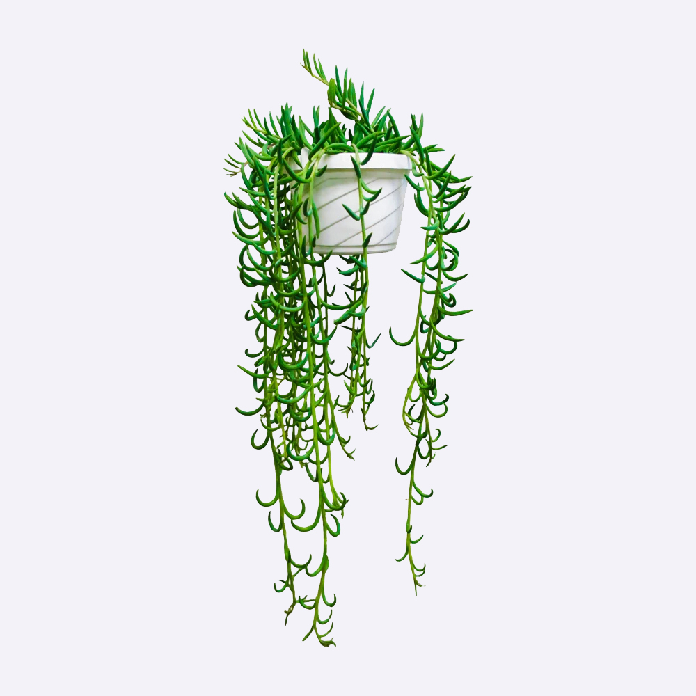 Fern Plant